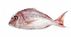 ����� Red Snapper 